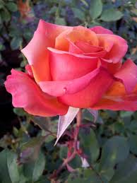That's another mark for easy elegance roses, most of them are fragrant not just one single petal bloom variety. Pin On Garden