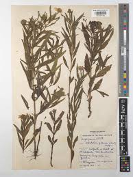 Image result for Pascalia glauca