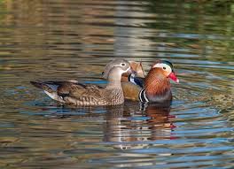 Images of mandarin ducks are very common on wedding cards. Mandarin Ducks Are Powerful Symbols Of Blissful Marriages Fengshuied