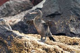 Birds That Look Like Penguins But Fly 12 Surprising Flightless Birds Flightless Bird Puffins Bird Unique Animals