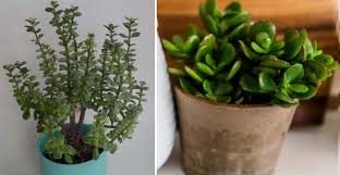 That said, gordon warns against having too many plants at home: Money Plant Jade Plant Or Jade Tree Care Types And More
