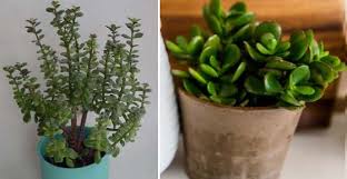 Test the surface with your fingers. Money Plant Jade Plant Or Jade Tree Care Types And More