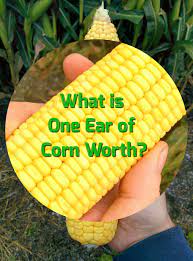 Also refrain from posting extremely large objects. What Is One Ear Of Corn Worth The Farmer S Life