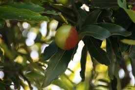 Image result for Diospyros dichrophylla