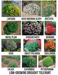 Evergreen landscape ideas in todays front of house. Creative Landscape Ideas With Big Impact Front Yard Landscaping Design Drought Tolerant Garden Backyard Landscaping Designs