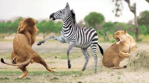 Amazing Pride Of Lions Hunting Zebra Lost Herd Zebra Try To Escape But Lion Hunting Animal Photography Zebra