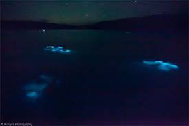 Bioluminescent Bay Puerto Rico Fajardo The Vieques Bioluminescent Bay A Life Before And After Experience If Someone Handed Me A P Bioluminescent Bay Night Swimming Bioluminescent Bay Puerto Rico