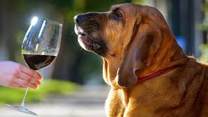 Resultado de imagem para cachorros e vinhos