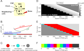 In vertebrates, somites subdivide into the sclerotomes, myotomes, syndetomes and dermatomes that give rise to the vertebrae of the vertebral column, rib cage and part of the occipital bone; Plos Computational Biology Noise Resistant Developmental Reproducibility In Vertebrate Somite Formation