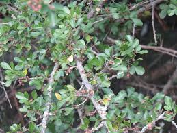 Image result for Searsia grossireticulata