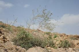 Image result for Periploca