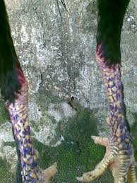 Karena mitos itulah yang menjadikan banyak. Ayam Suro Bantalan Mayit Cara Golden