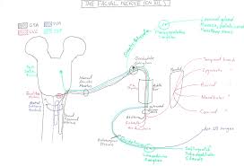 How to get zanzibar driving permit? Facial Nerve Branches