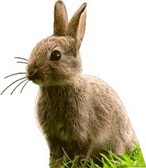 Chinese Horoscope 2021 Rabbit Free Chinese New Year Horoscope For Rabbits Composed For The 2021 White Ox Year