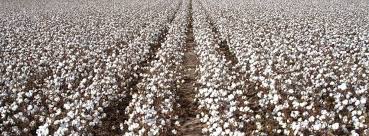 Cotton Field Home Facebook