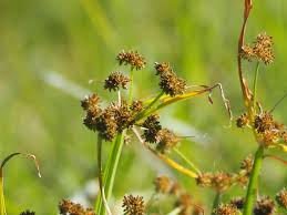 Image result for Cyperus difformis