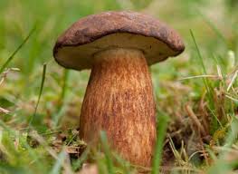 Image result for Boletus badius