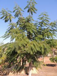 Image result for Colvillea