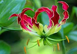 Gloriosa Lily Flower Essence New Beginnings Letting Go Etsy In 2021 Gloriosa Lily Lily Flower Flowers