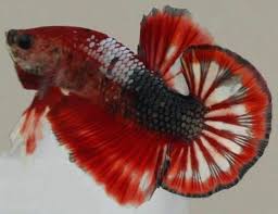 Yang pertama adalah ikan plakat, ikan ini berasal dari negara thailand, dan tergolong ikan yang menawan. Mengenal Lebih Jauh Ikan Cupang Plakat Ragam Informasi