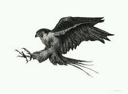 Peregrine Falconry Hayvan Dovmeleri Yirtici Kuslar Ve Kus