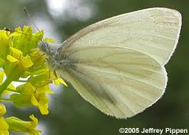 Image result for Vepris whitei