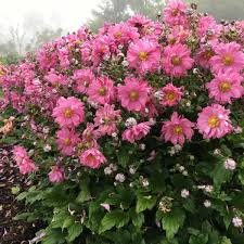 In this video i will show you some of my favorite deer resistant plants. Deer Resistant Plants Sugar Creek Gardens