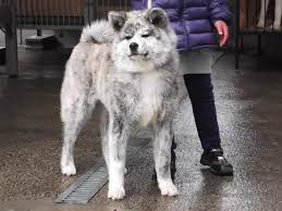 Black And White Fluffy Dog Breeds Fluffy Brindle Japanese Akita Japanese Dogs Akita Dog Akita Puppies