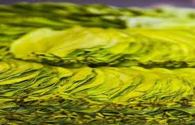 Sof khane ke fayde hindi mein | fennel seeds benefits, health benefits of fennel. Betel Leaf Paan Ka Patta Benefits Uses And Side Effects