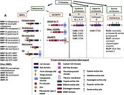 Bersiaran langsung dari axiata arena, bukit. Extracellular Proteolysis In Glioblastoma Progression And Therapeutics Sciencedirect