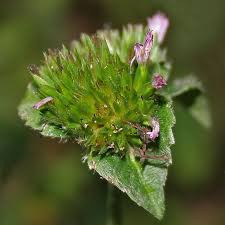 Image result for Elephantopus scaber