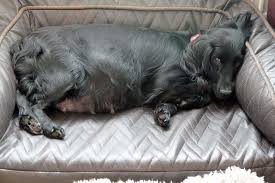 The Pregnant Dog Countdown To Birth Doglistener