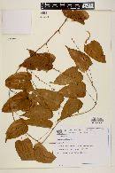 Image result for Dioscorea asteriscus