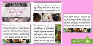 How To Care For Your Pet Guinea Pig Fact Cards