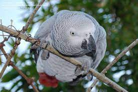 Full Size Image Of African Grey Parrot Congo Grey Parrot Psittacus Erithacus African Grey Parrot African Grey Parrot
