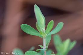 Image result for Triaspis hypericoides