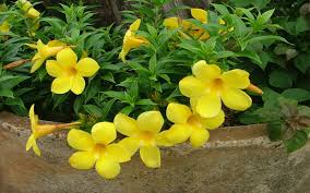 Browse the most recent fort myers, florida obituaries and condolences. Plant Nursery North Fort Myers