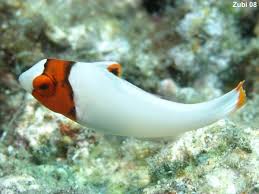 Check spelling or type a new query. Fish Of The Day Bicolor Parrotfish Cetoscarus Bicolor Reef2reef Saltwater And Reef Aquarium Forum