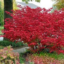 Best Deer Resistant Shrubs Trees For Your Area The Tree Center Bushes Shrubs Burning Bush Shrub Smoke Tree