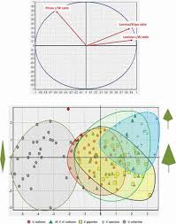 Image result for Vandenboschia gigantea