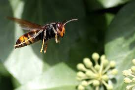 Asiatische hornisse (vespa velutina nigrithorax) foto: Die Asiatische Hornisse Ein Raubter Der Bienen Le Rucher De L Ours