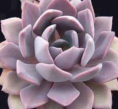 Echeveria might not look too much like a cactus, but some people refer to them as echeveria cacti. 14 Graptoveria Ideas Plants Planting Succulents Succulents