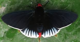 Pyrrhopyge Aziza Pr Abv Pozuzo Kg 10nov14 1200m D En 2020 Alas De Mariposa Polilla Mariposas