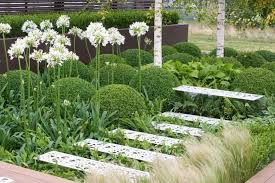 Image Result For Stipa Tenuissima White Flowering Plants Agapanthus Shade Flowers