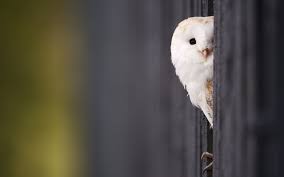 39 Barn Owl Hd Wallpapers Backgrounds Wallpaper Abyss Owl Wallpaper Pet Birds Owl Background