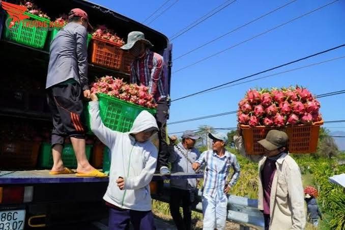 Vận Chuyển Thanh Long từ Bình Thuận đi Cà Maut