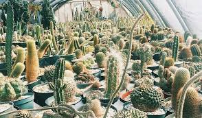 They convey a feeling that there is still a piece of nature outside of our lived culture and garden landscape opuntia basilaris santa rita prickly pear cactus for sale. Prickly Pear Cactus At Cactus King 365 Houston Cactus Explore Houston Cactus Plants