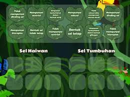Perbezaan struktur sel haiwan dan tumbuhan. Sel Haiwan Sel Tumbuhan Sumber Pengajaran