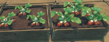 The leaves and the roots of a strawberry plant engage in photosynthesis or absorb water and nutrients from the soil in order to facilitate growth and reproduction. Strawberry Plant Official Raft Wiki