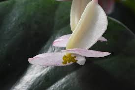 Image result for Begonia squamulosa